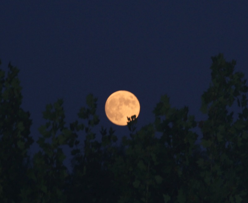 情寄燕园 月满中秋