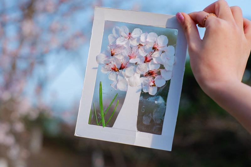 灼灼花开，予你一树欢喜（组图）