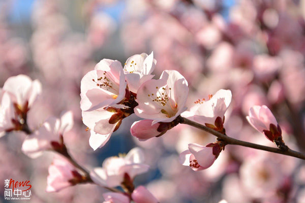 叮咚，你的燕大春季专属色已上线！(组图)