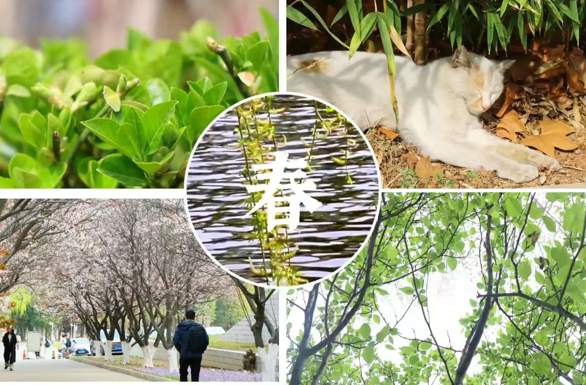 春末的温柔告别